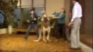 Kangaroo Punches Woman  Funny [upl. by Deer]