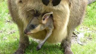 Baby Kangaroo in Pouch [upl. by Baxter]