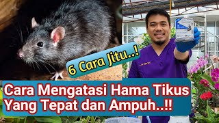 Cara membasmi tikus cara mengusir tikus cara mengatasi hama tikus di sawah cara mengatasi Tikus [upl. by Stepha]