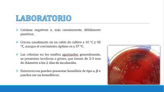 ENTEROCOCCUS FAECALIS 1 [upl. by Lyrahc]