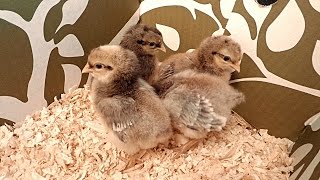 Newly Hatched AutoSexing Cream Legbar Chicks [upl. by Aridnere]