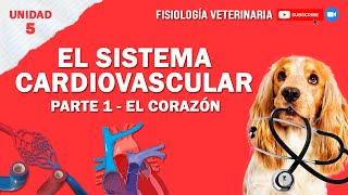 FISIO1UNIDAD5SISTEMACARDIOVASCULAR [upl. by Einama431]