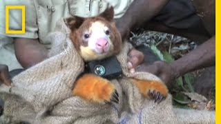 Adorable Tree Kangaroos Fitted With Tiny Video Cameras  National Geographic [upl. by Nepean161]