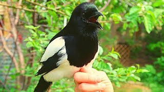 Pet magpie Talking Outside [upl. by Arley]