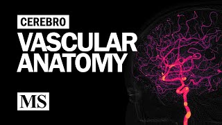 Cerebral Vascular Anatomy And Imaging [upl. by Attenna195]