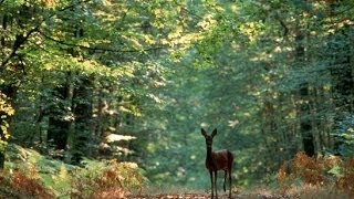 A la découverte de la Forêt  Documentaire francais sur la Nature [upl. by Bathsheb]