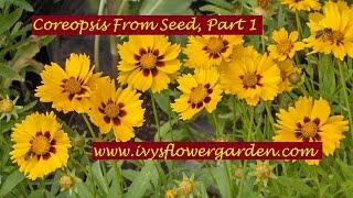 Staring Coreopsis From Seed Part 1 [upl. by Kreiner327]