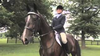 The beauty of the American Saddlebred [upl. by Kraska]