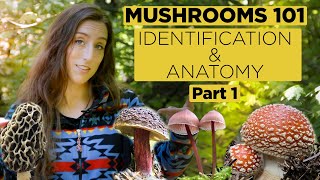 Mushrooms 101 Identification and Anatomy  Part 1 [upl. by Ambert705]