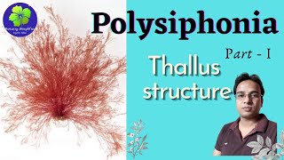 Polysiphonia  Thallus Structure  Morphology  BSc  MSc [upl. by Drucy632]