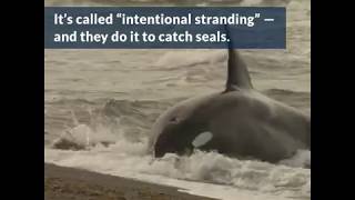 Orcas Hunt Seals by Beaching Themselves  Azula [upl. by O'Connor]