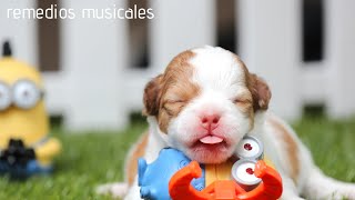 🐶 Música para HACER DORMIR a PERROS BEBÉS 🐶 [upl. by Croteau]