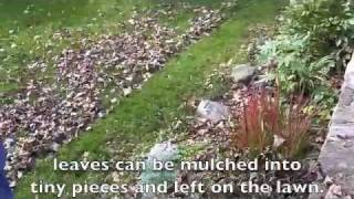 Mulching Leaves With A Mulcher Mower [upl. by Yreffej]