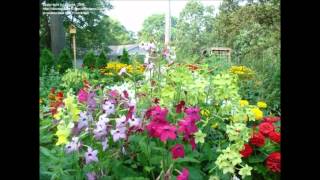 Nicotiana alata Flowering Tobacco [upl. by Ardme]