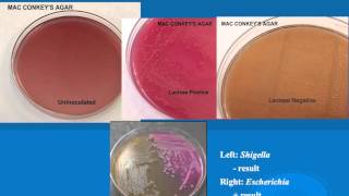 microbiology lab practical information part 1 [upl. by Ekim]