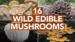 16 Wild Edible Mushrooms You Can Forage This Autumn [upl. by Ahseiyt]