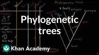 Understanding and building phylogenetic trees  High school biology  Khan Academy [upl. by Yruok]