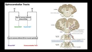 The Spinocerebellar Tracts EXPLAINED [upl. by Ielerol]