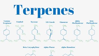 Terpenes And Isoprene Units Explained [upl. by Toma990]