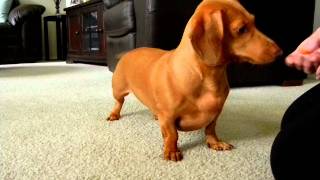 Mini Dachshund Tricks  Gracie the Dachshund [upl. by Ainivad750]