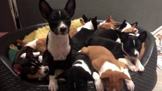 14 basenji puppies at Kingwanas Basenjis [upl. by Koziara148]