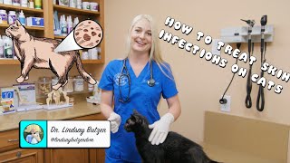 How to Treat Generalized Skin Infections on Cats [upl. by Eetsirk]