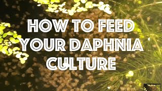 How To Feed Your Daphnia Culture [upl. by Eenram677]