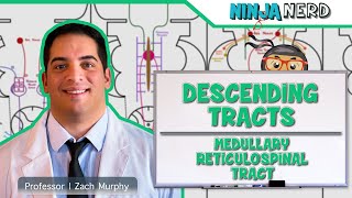 Neurology  Descending Tracts Medullary Reticulospinal Tract [upl. by Annuahs]