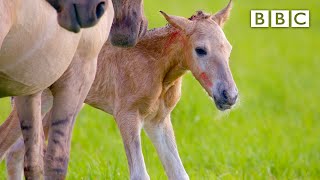 Adorable newborn foal takes first steps 🐎  BBC [upl. by Libenson]