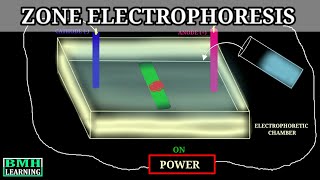 Zone Electrophoresis  Electrophoresis  Types Of Electrophoresis [upl. by Dory271]