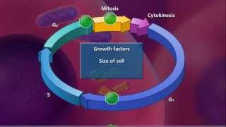 Cell Cycle and Mitosis [upl. by Cris771]