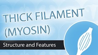 Thick Filaments and Myosin Structure [upl. by Nellahs]