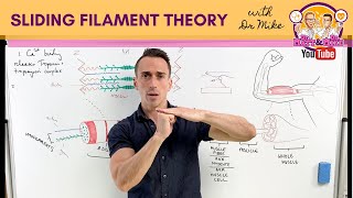 Sliding Filament Theory  Muscle Contraction [upl. by Lewison188]