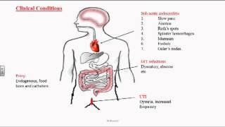 Enterococcus or Group D Streptococci [upl. by Hulton]