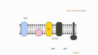 Electron Transport Chain Chemiosmotic Theory [upl. by Deonne]