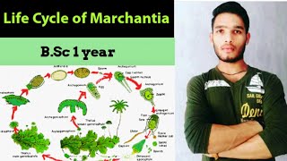 Life cycle of Marchantia  thallus structure and reproduction in Marchantia [upl. by Nelg]