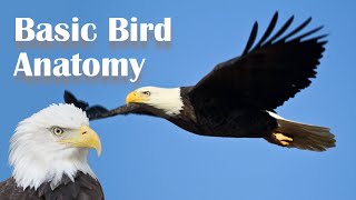 Basic Bird Anatomy [upl. by Eimarej]