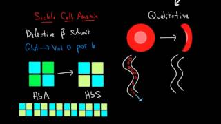 Hemoglobin and Hemoglobinopathies [upl. by Syhr]