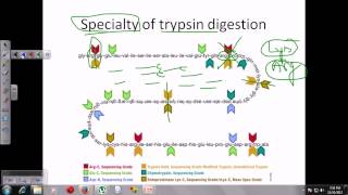 Trypsin digestion [upl. by Kennard]