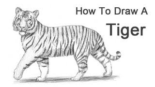 How to Draw a Tiger [upl. by Raddy]