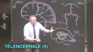 Anatomie de la vascularisation cérébrale Télencéphale 5  Neuroanatomie 12 [upl. by Patsy374]