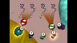 Glycolysis An Overview [upl. by Neroled]