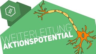 Weiterleitung des Aktionspotentials [upl. by Hickie]