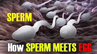 Fertilization  How Sperm Meets an Egg Fertilization I Incredible 3D Animation [upl. by Sharron]