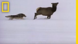 Wolf Hunting Tactics  National Geographic [upl. by Ecirtaed]