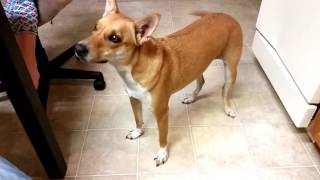 Basenji Yodel  What Sound Does An quotAfrican Barkless Dogquot Basenji Make [upl. by Leunammi]