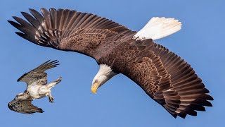 These Are 10 Highest Flying Birds Ever [upl. by Uzzia72]