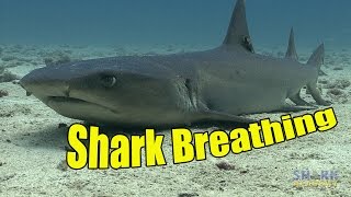 How Do Sharks Breathe  SHARK ACADEMY [upl. by Chadabe]