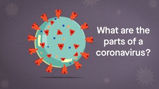 Coronavirus Anatomy Explained Science Simplified [upl. by Samuel]