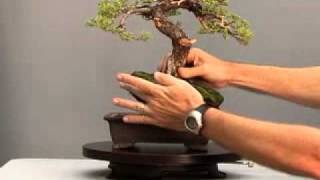 Bonsai Channel  Juniper Procumbens [upl. by Derina]